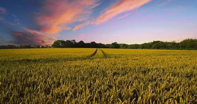 Exportação do agronegócio do Brasil sobe 33,7% em maio a US$ 13,9 bilhões, diz governo